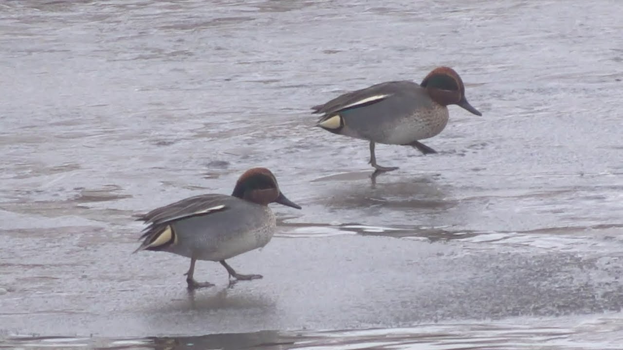 Bucharest - Common Teal (Anas crecca)