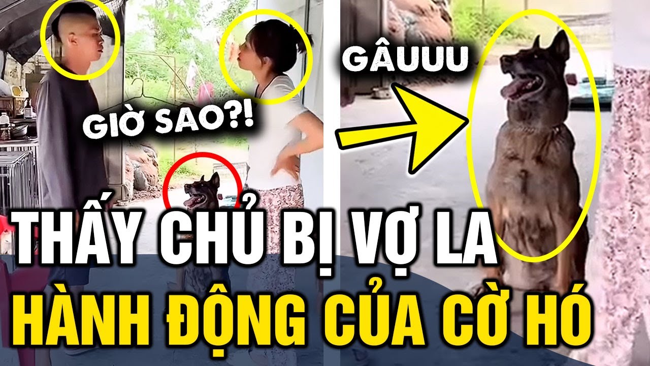 Thấy ông chủ 'BỊ VỢ LA', chó cưng vội đem 'HÀNG NGUỘI' tiếp viện rồi chuồn lẹ | Tin 3 Phút