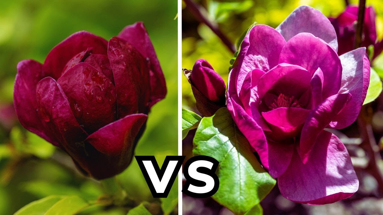 Magnolia Black Tulip czy Genie? Projektantka Ogrodów porównuje