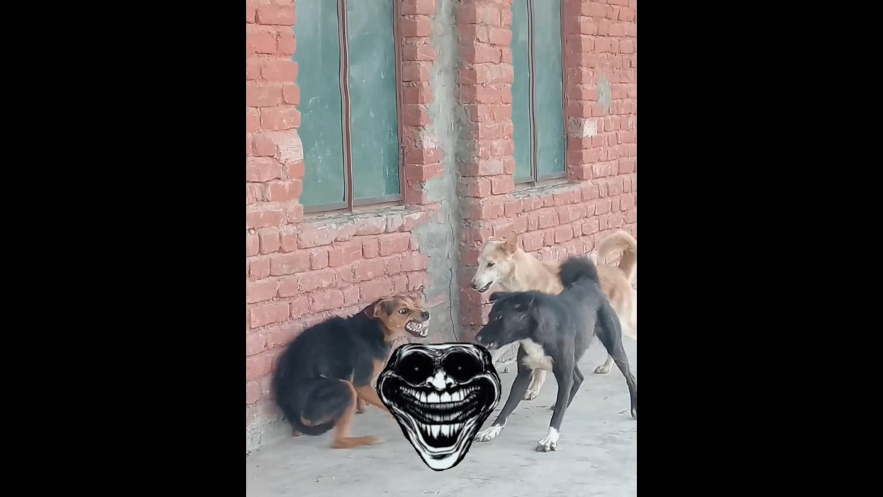 1vs2 sigma doG 🐶 👑 dog fight #funny#dog#funny#