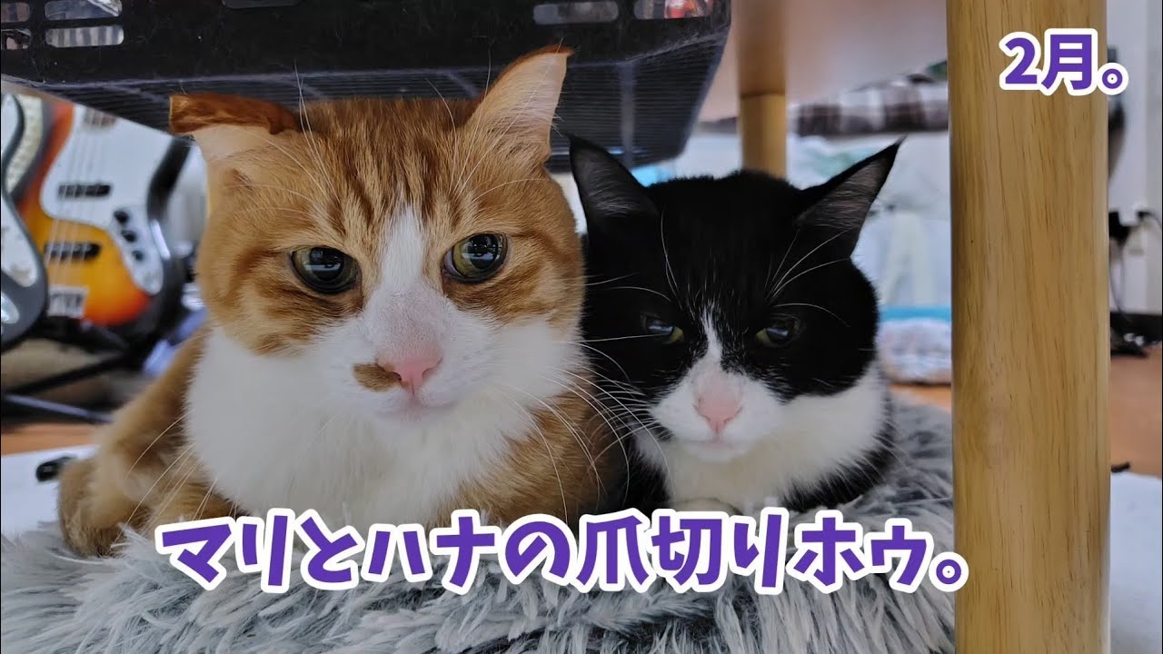 【猫】マリとハナの爪切りホゥ。【爪切り】