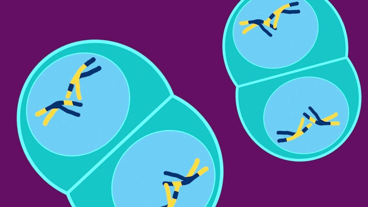 THE MEIOSIS SONG | Science Music Video