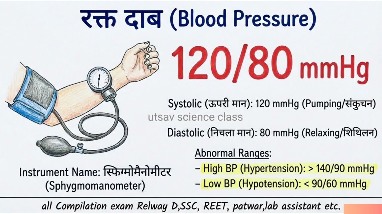मानव हृदय।। Human heart । blood circulation