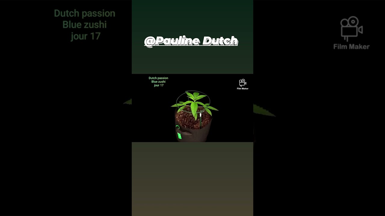 Dutch passion (Blue zushi)