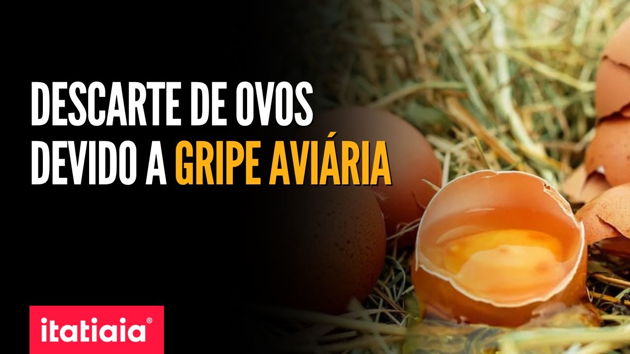 GRIPE AVIÁRIA: OVOS DESCARTADOS EM MINAS GERAIS NÃO SÃO PARA CONSUMO
