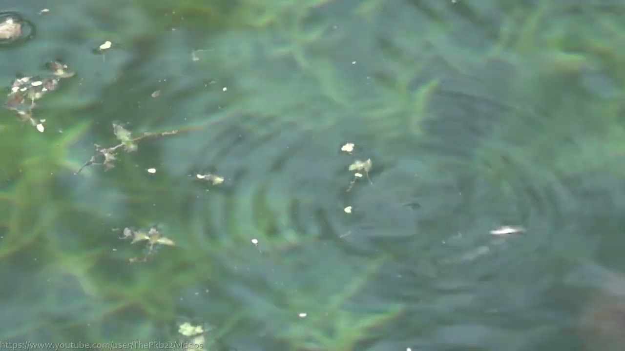 Whirligig Beetles (Gyrinus substriatus) - Kingston, Sussex: March 2022