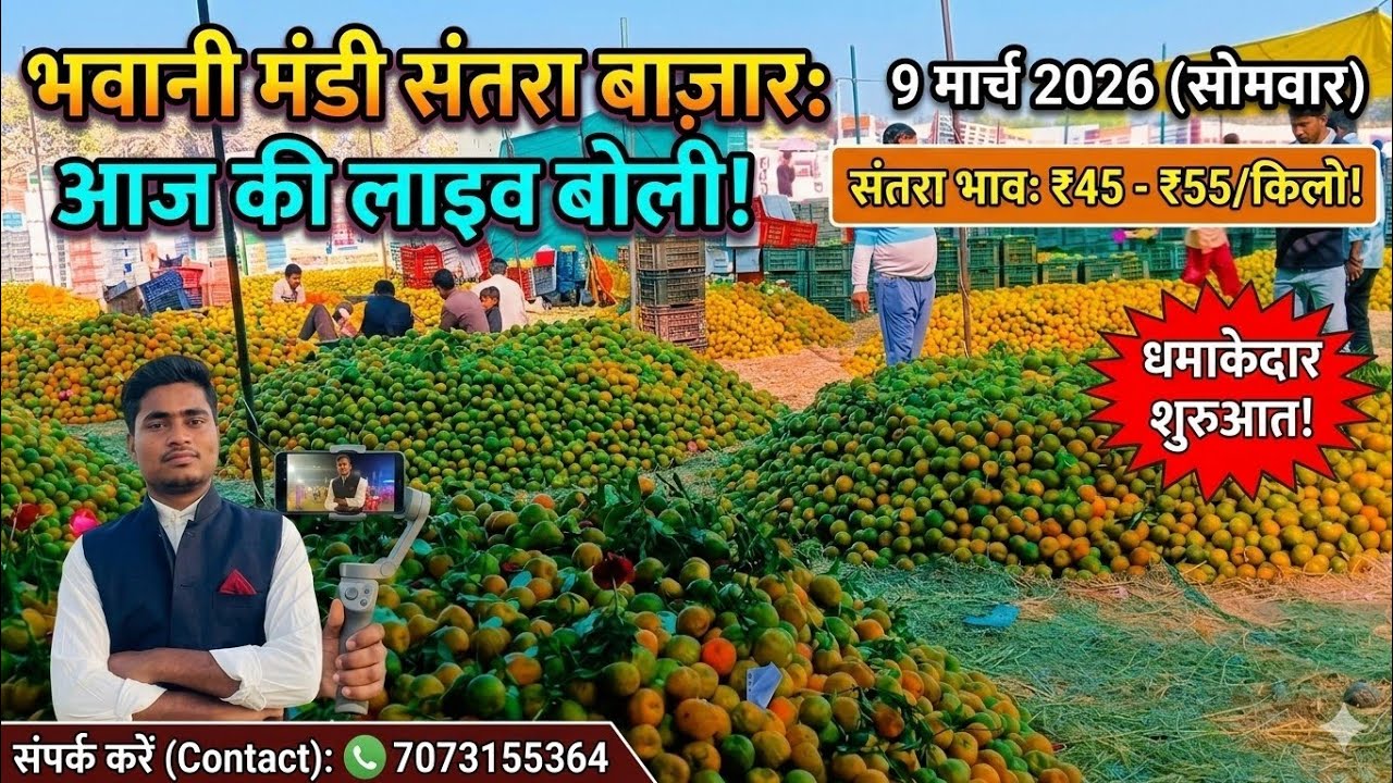 📅09 मार्च 2026 📈🔥🍊 भवानीमंडी संतरा बाजार LIVE | माल में उछाल❗रेट ₹45-₹55 किलो |आज का ताज़ा संतरा भाव