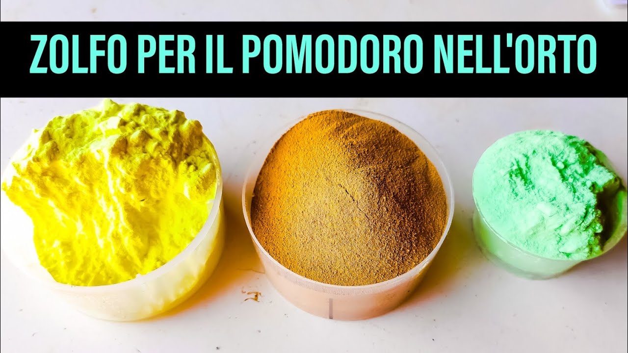 Zolfo per il Pomodoro nell' Orto Grande Risparmio