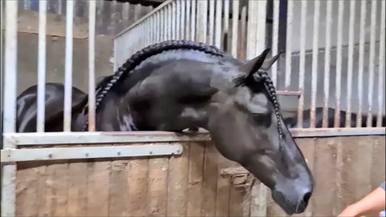 A new Friesian horse! Sister of Queen Uniek! We also see Jurre 495, Eise 489, Bastiaan 510 and Teun