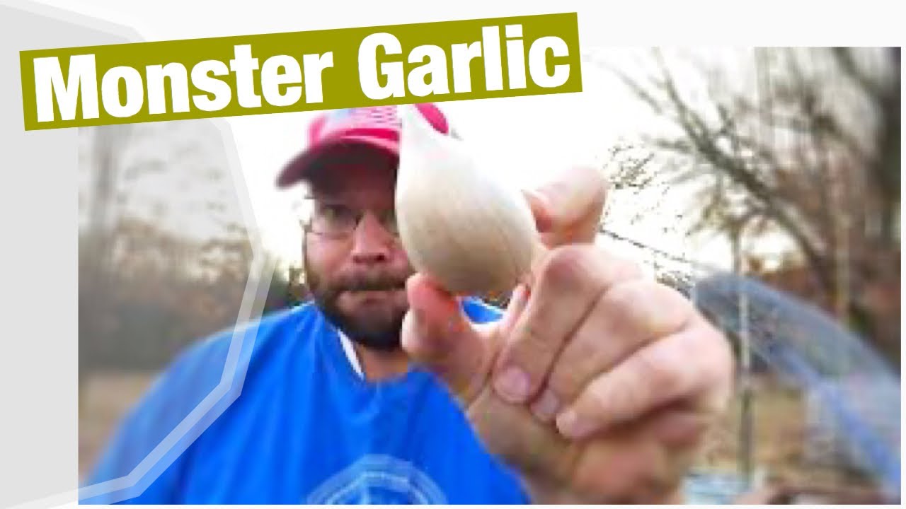 Planting Monster Sized Garlic