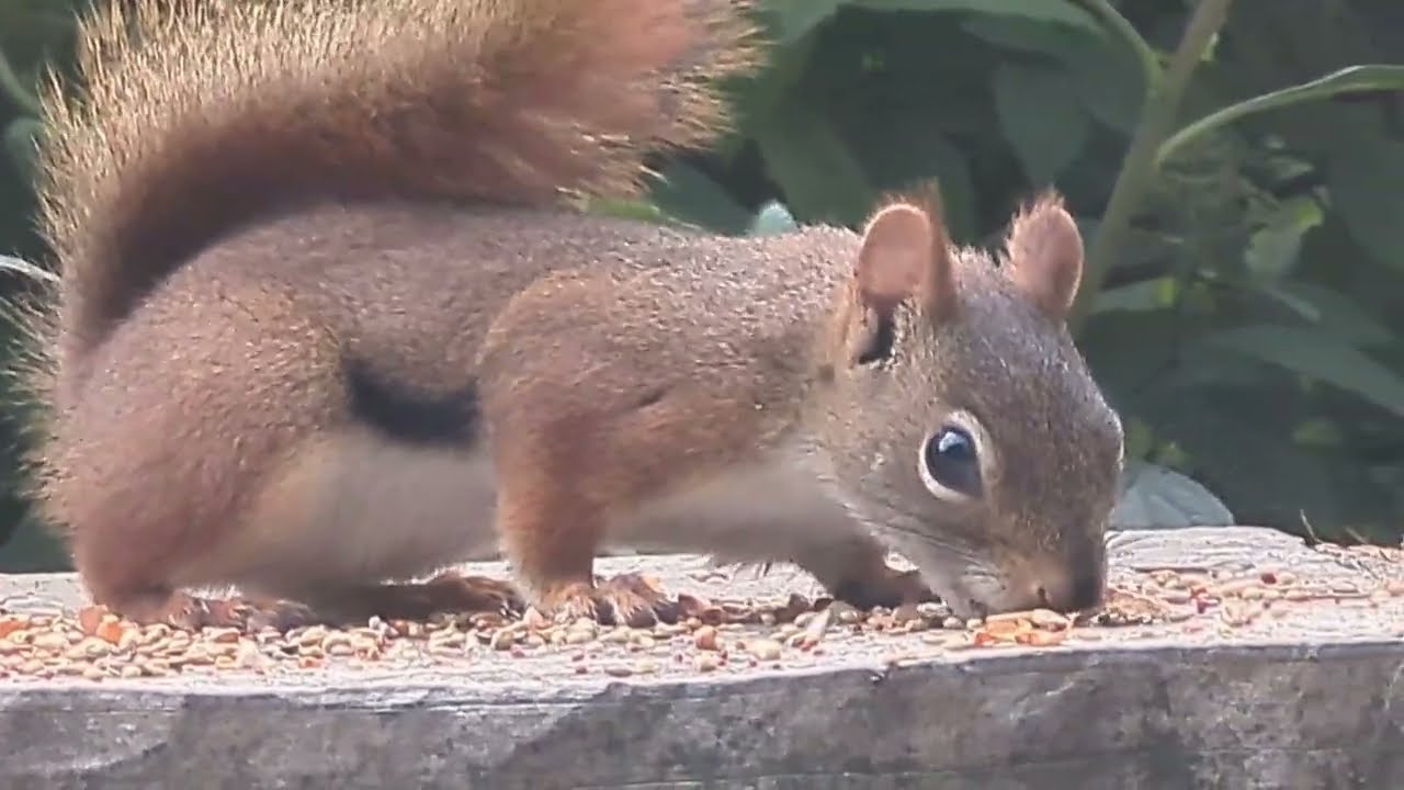 Chipmunk 🐿️