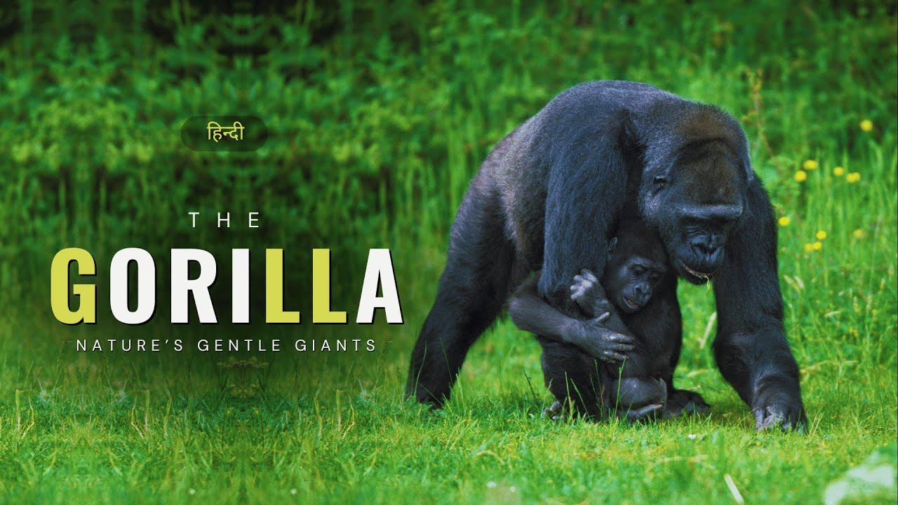 The Gorilla - Nature&rsquo;s Gentle Giants &ndash; [Hindi] &ndash; Infinity Stream