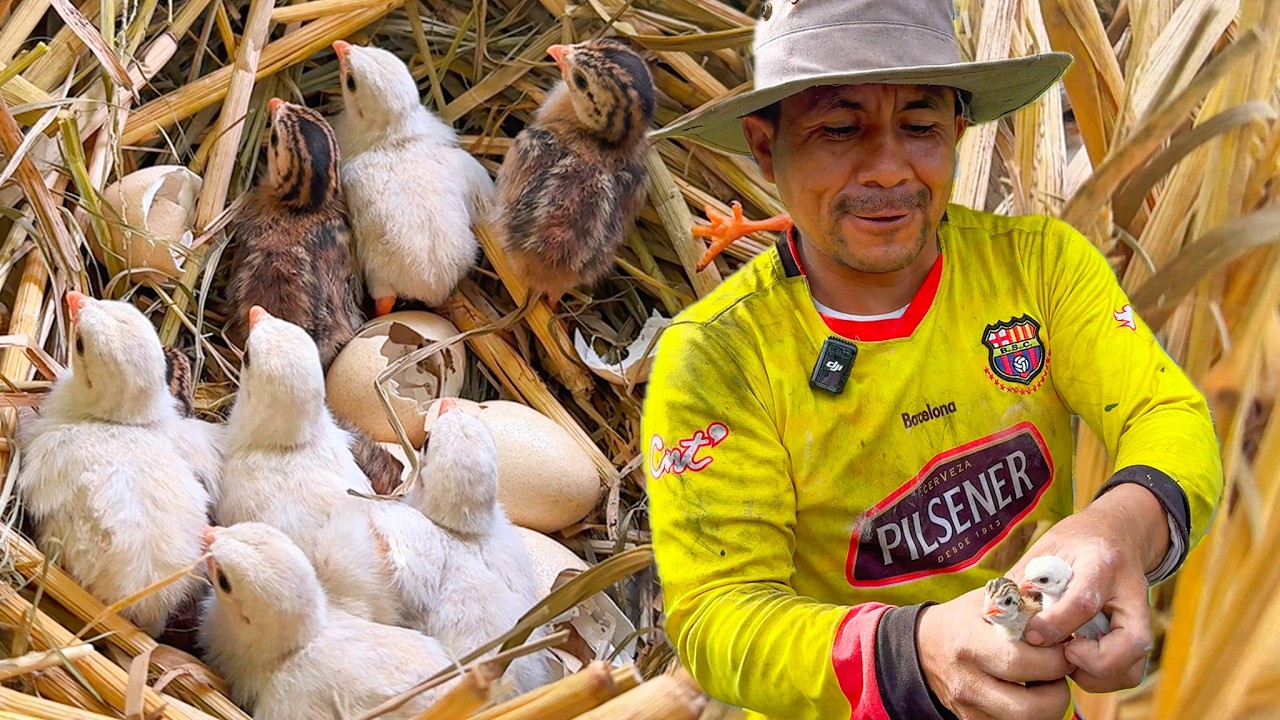 Nacieron MUCHOS POLLITOS de Gallina Guinea en nuestra Granja | Don Fausto