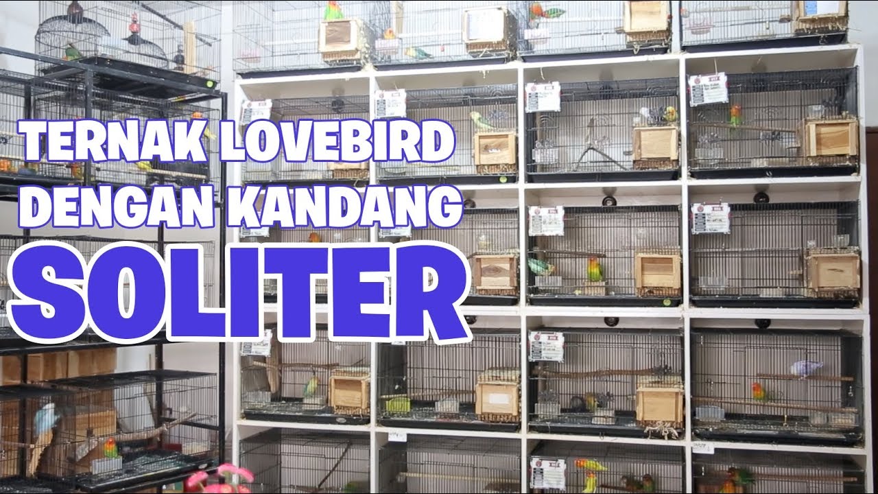 cara sukses beternak lovebird dengan kandang soliter
