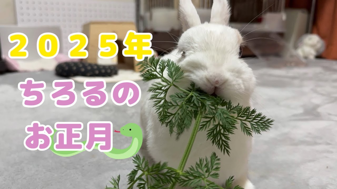 2025年もよろしくでしゅ🐇【うさぎ】