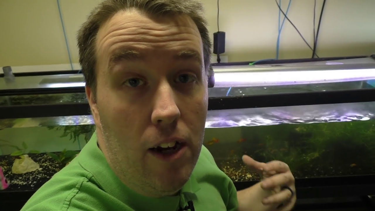 Fish Room Power Outage - Fish Room Update Ep. 7