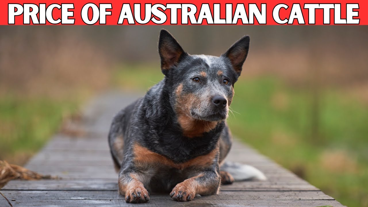 Australian Cattle Dog Price | How Much Does an Australian Cattle Dog Cost?