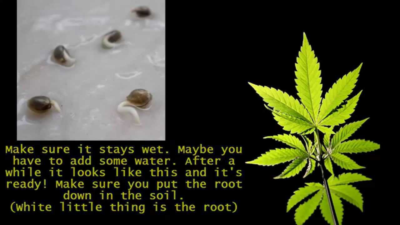 The Beginner's Guide to Outdoor Guerrilla Growing CANNABIS HD