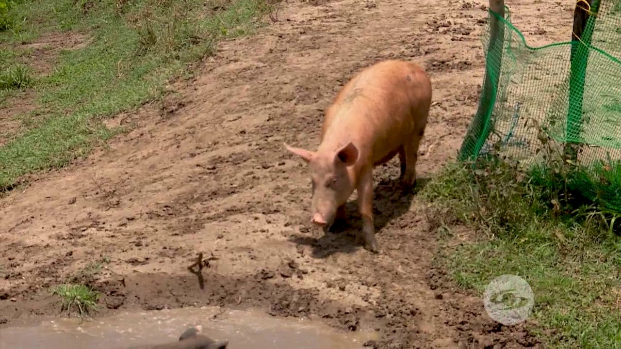 Emplea suero en la dieta de los cerdos - La Finca de Hoy