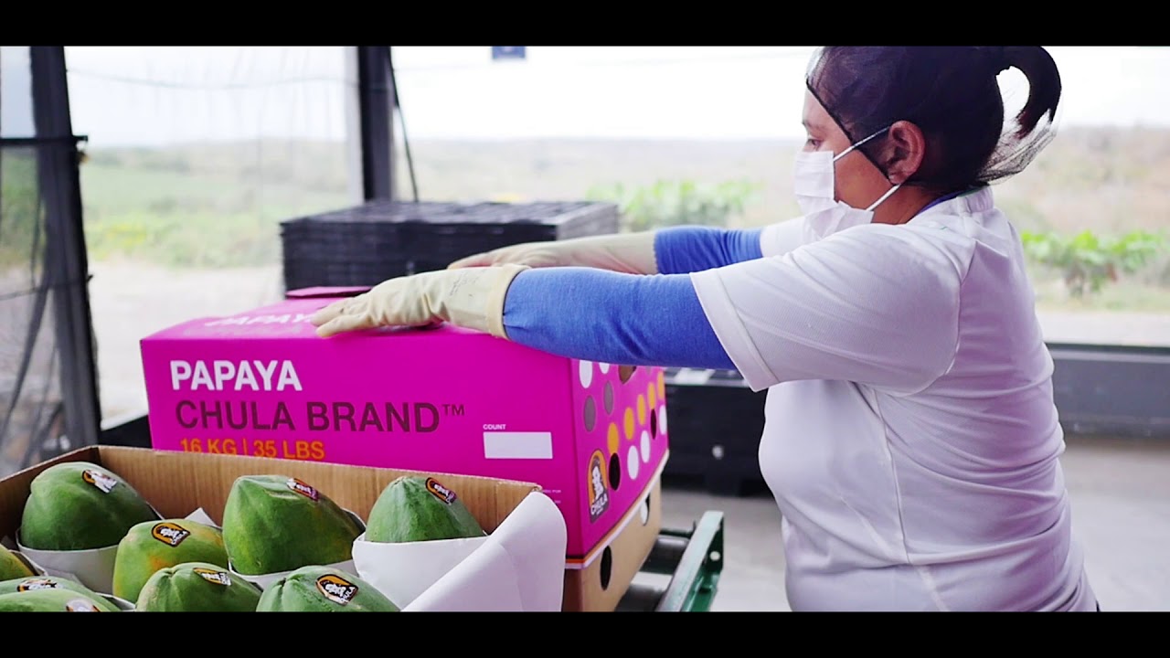Chula Brand Papayas
