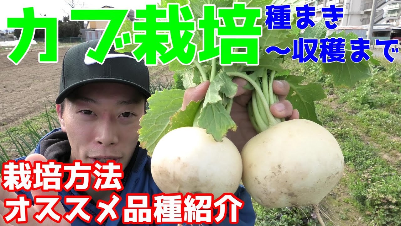 カブ栽培　種播きから収穫まで紹介　オススメ品種も紹介