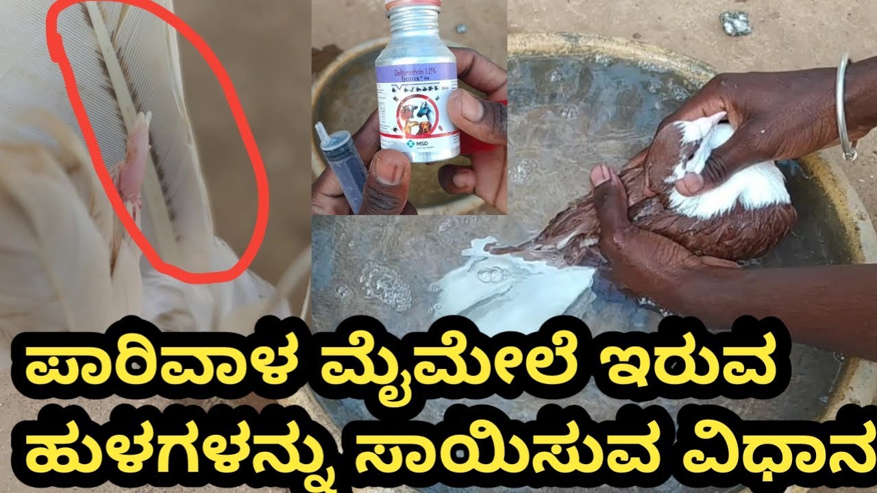 How To Clean Pigeon | Lice | How To Bath Pigeon |  Pigeon Ticks | How To Use Butox | Green Lives