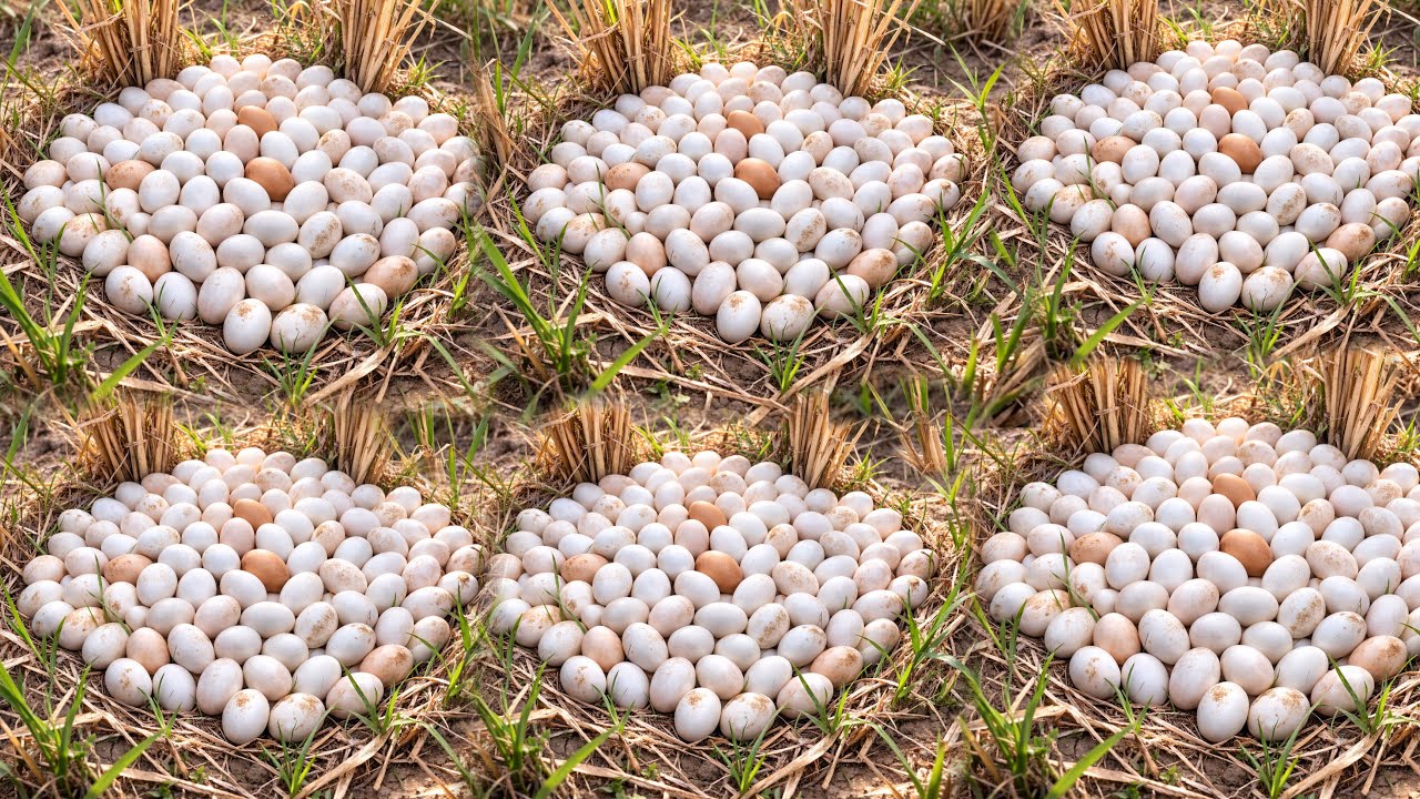UNBELIEVABLE! So Many Duck Eggs Found Near the Rice Fields