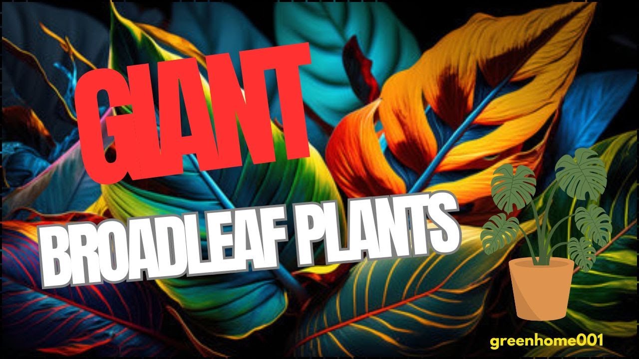 #giant #leaf #plants/ #indoor  plants with broad #leaves
