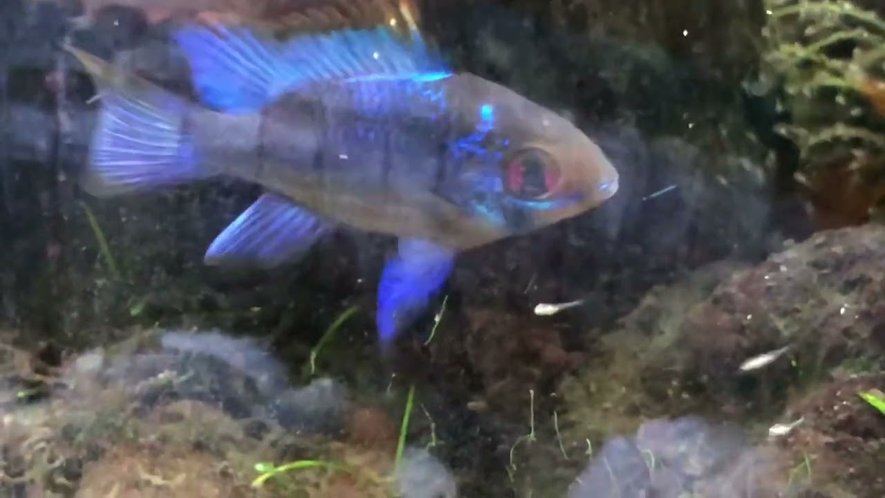 お待たせしました❣️ラミレジィの産卵&稚魚育成動画&オマケ✨