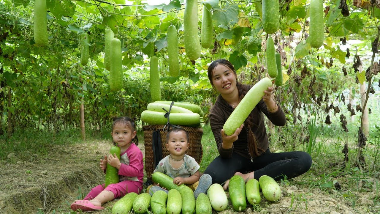 Harvest giant gourds to sell at the market - bathe the baby and cook porridge for the baby to eat