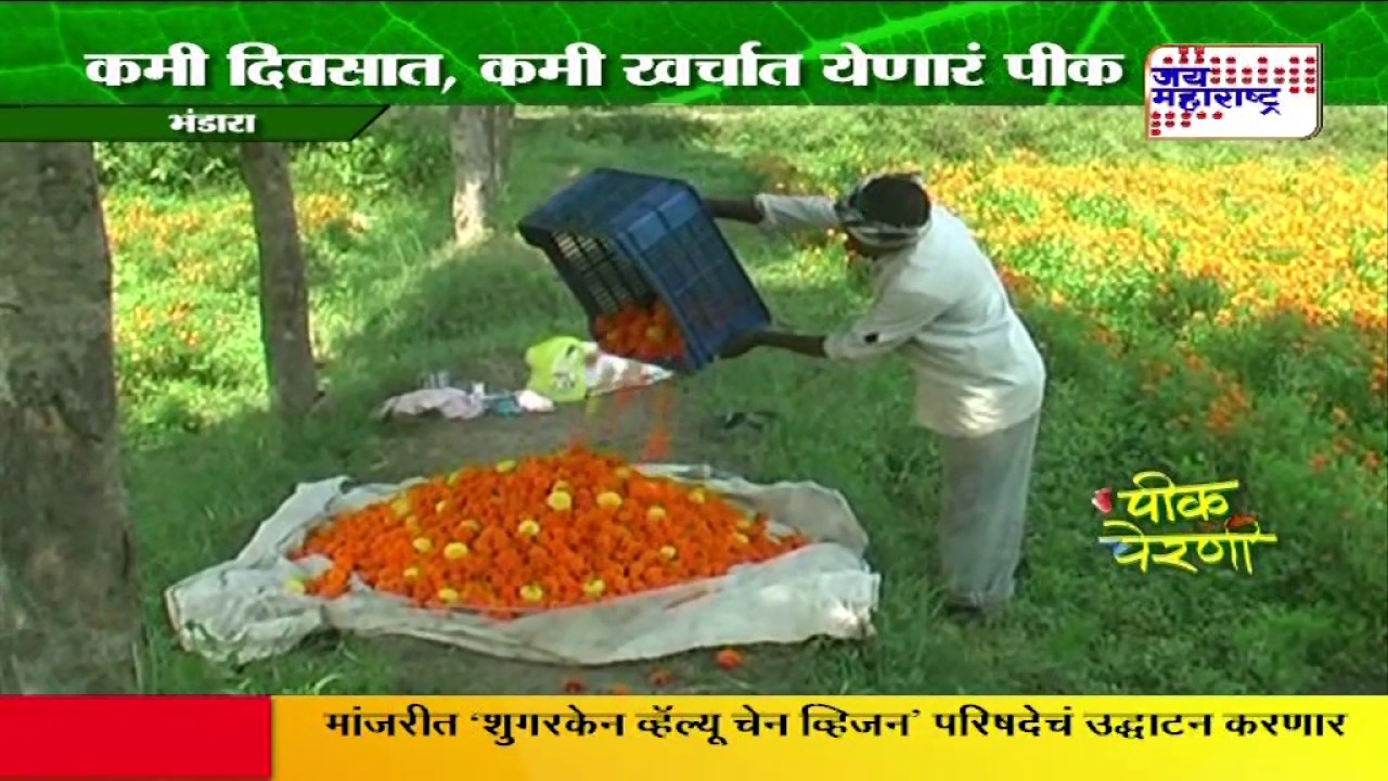 Peek perni - Marigold(Zendu) flower farming in Bhandara