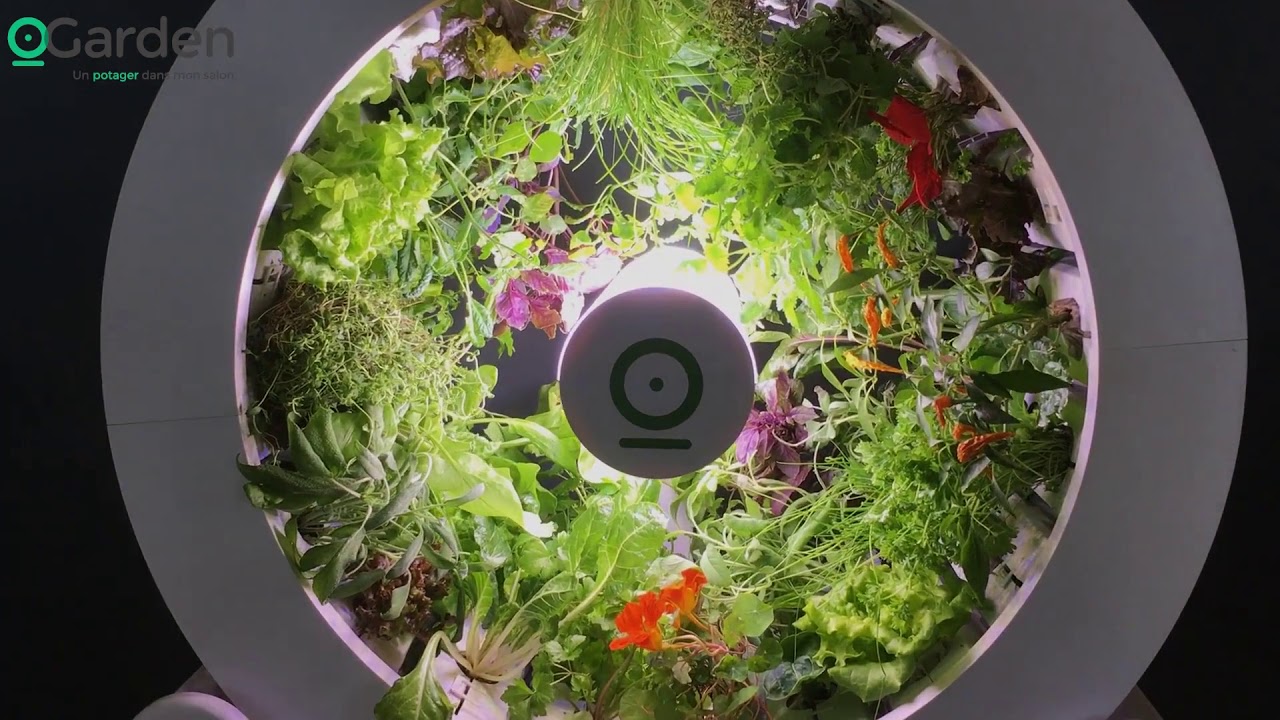 OGarden   Indoor Gardening System   NewsWatch Review - ONLY 3 DAYS LEFT IN OUR KICKSTARTER CAMPAIGN