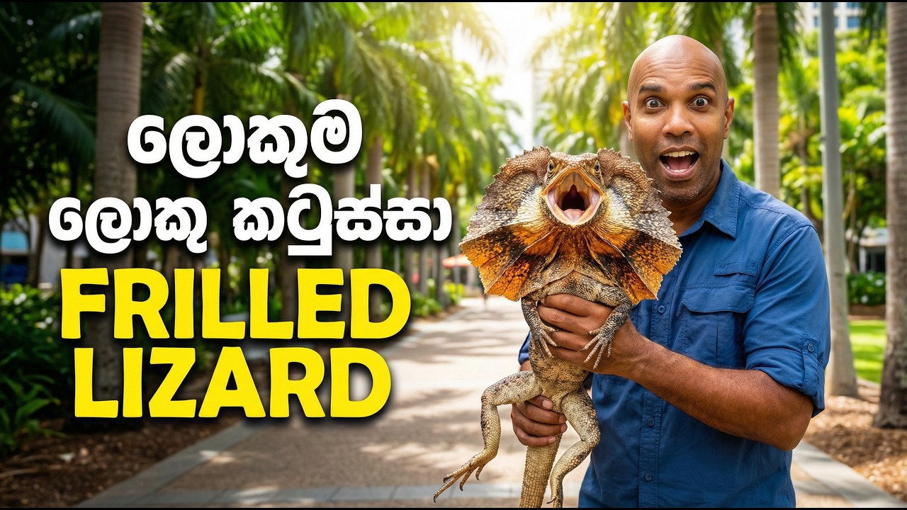 ලොකුම ලොකු කටුස්සා | Frilled Lizard: a living dino