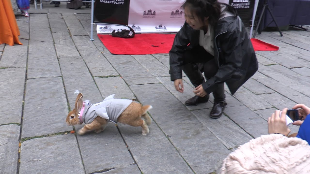 Halloween Pet Parade at the Faneuil Hall Marketplace
