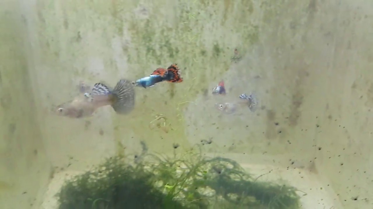 CRUZAMENTO ENTRE PAIS E FILHOS E ENTRE IRMÃOS DE GUPPYS / GUPPY / LEBISTES / GUPPIES