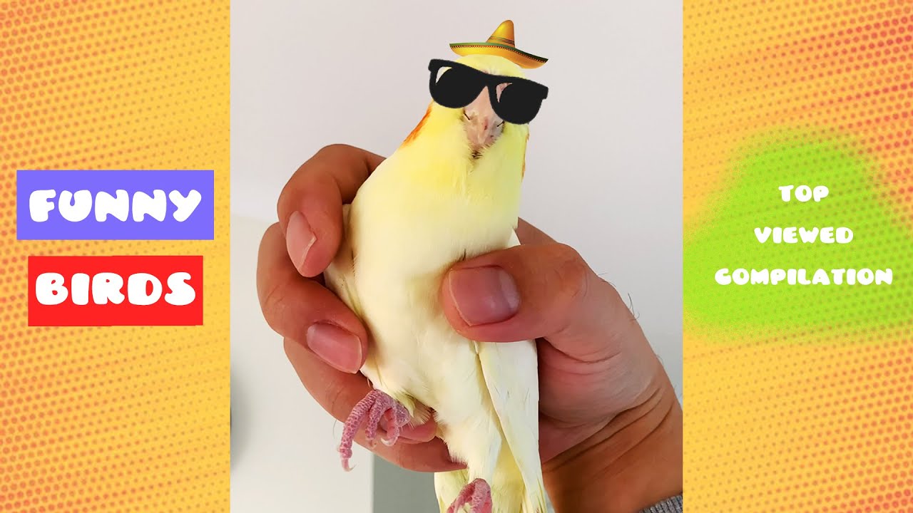 Подборка самых популярных короткометражек Funny Birds