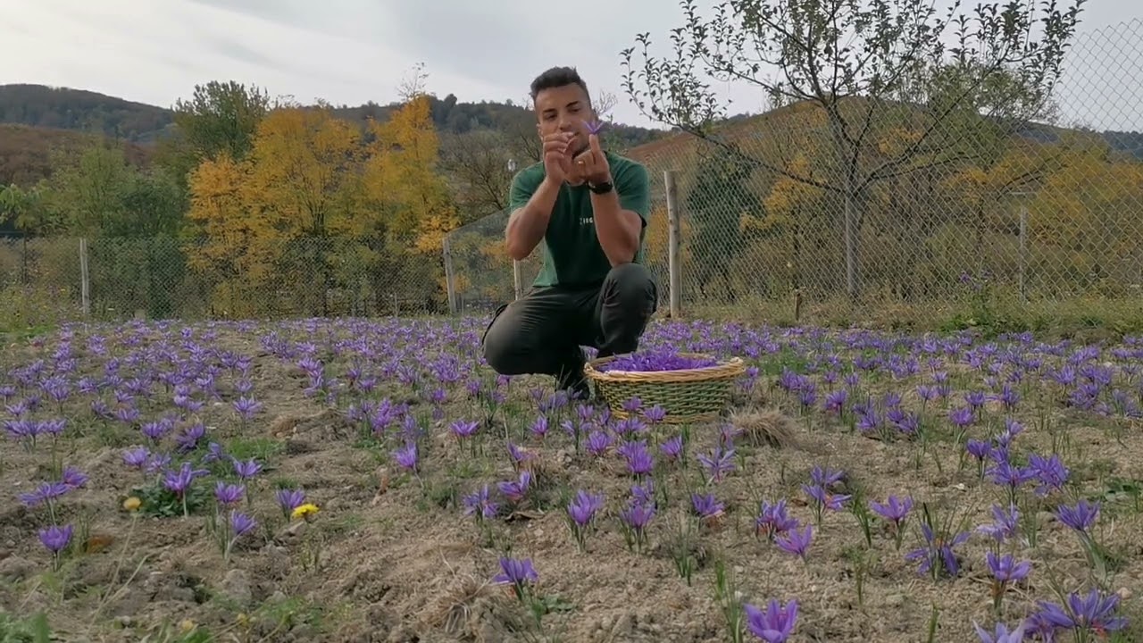Recoltare șofran. Impresii la primul cules