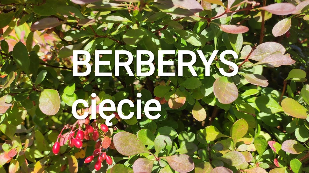 Berberysy cięcie pielęgnacja