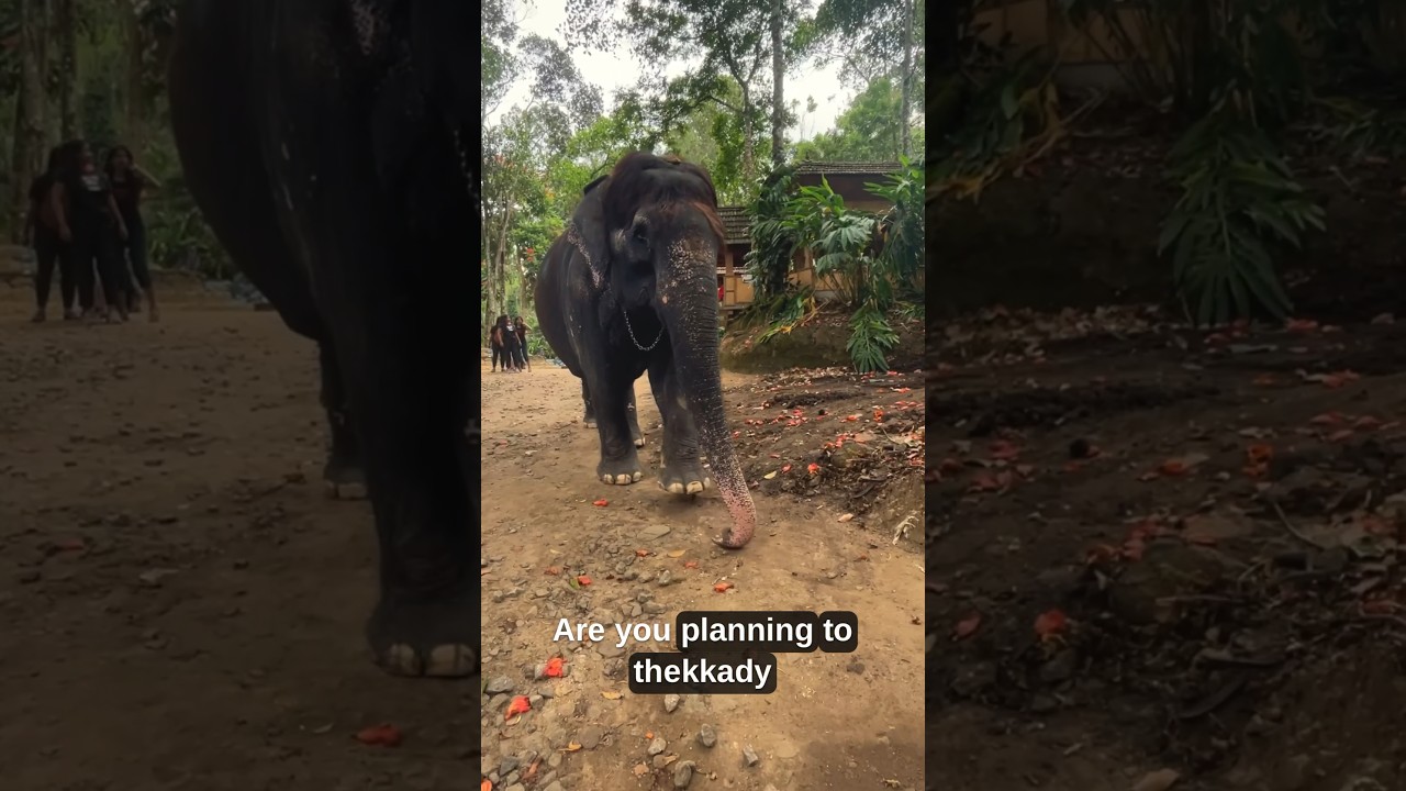 Elephant Junction Thekkady | kerala | Elephant ride | DreamWeaver Tales