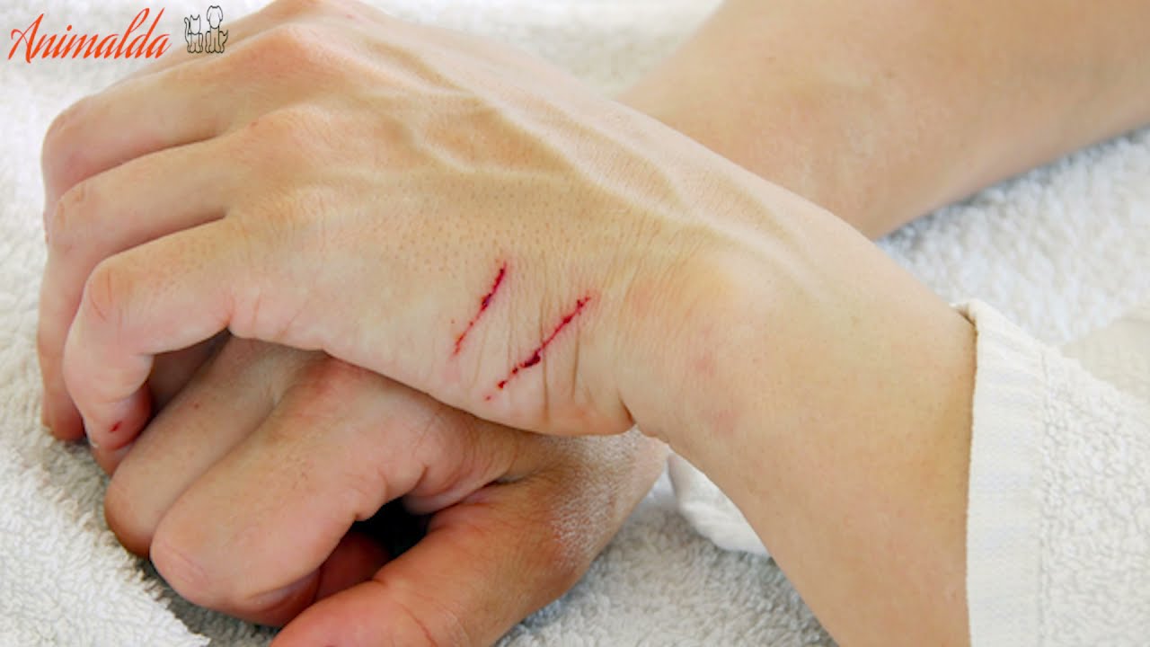 How to Train your Cat Not to Scratch You