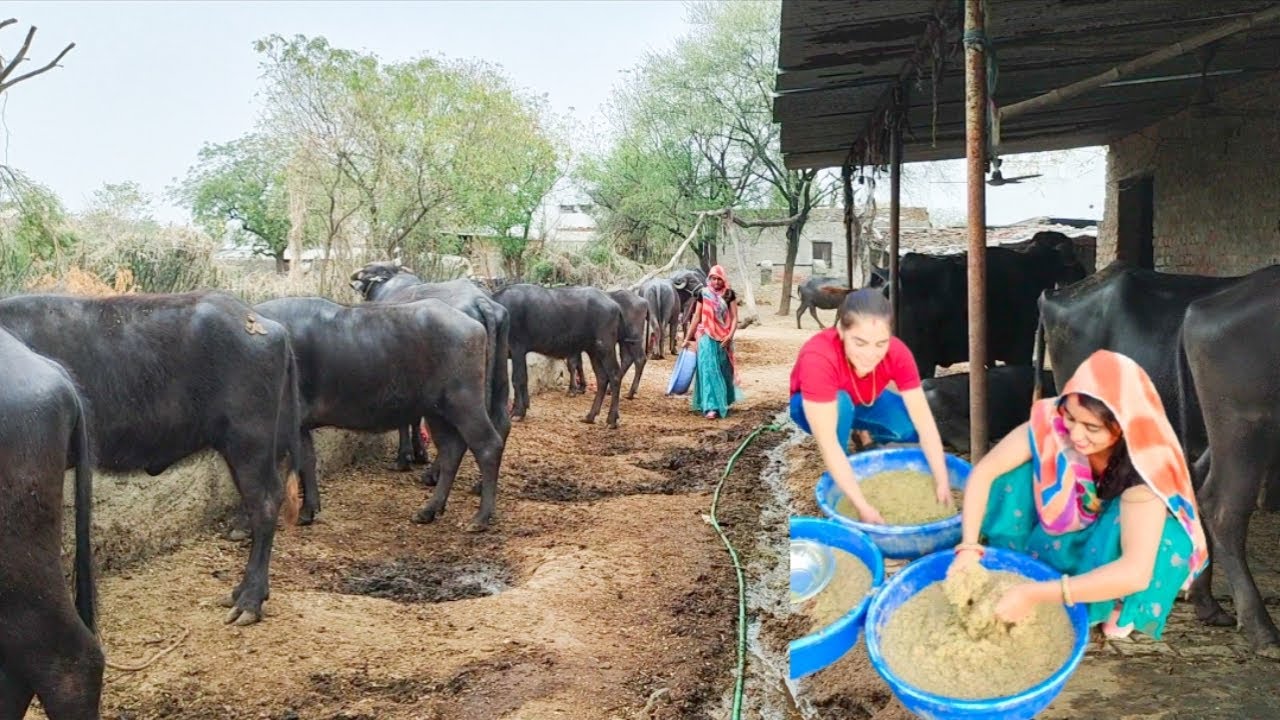 #jafarabadi#milkingजाफराबादी भैंस को क्या खिलाना चाहिए#trending#daliyvlog#viral #priyankadinuvlogs