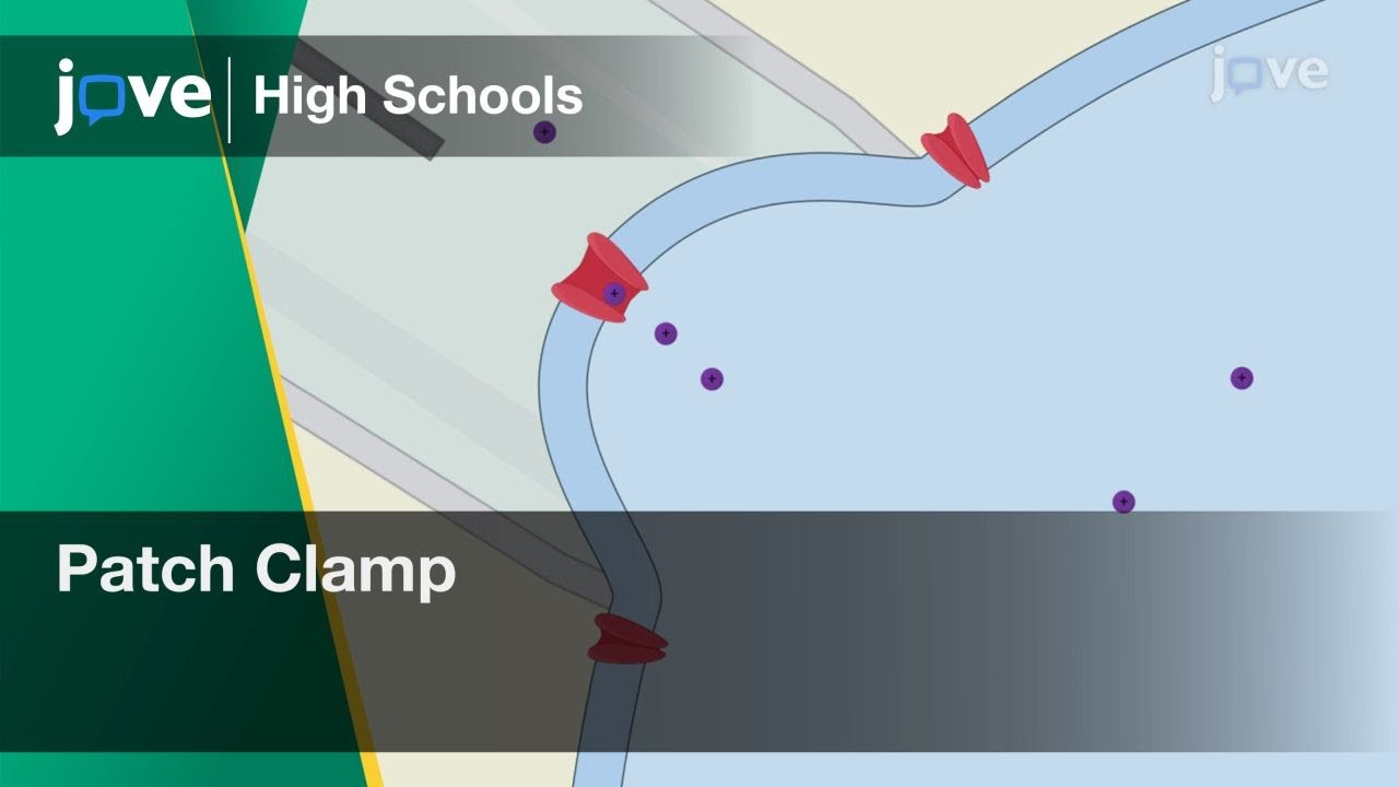 Patch Clamp | Cell Bio | Video Textbooks - Preview