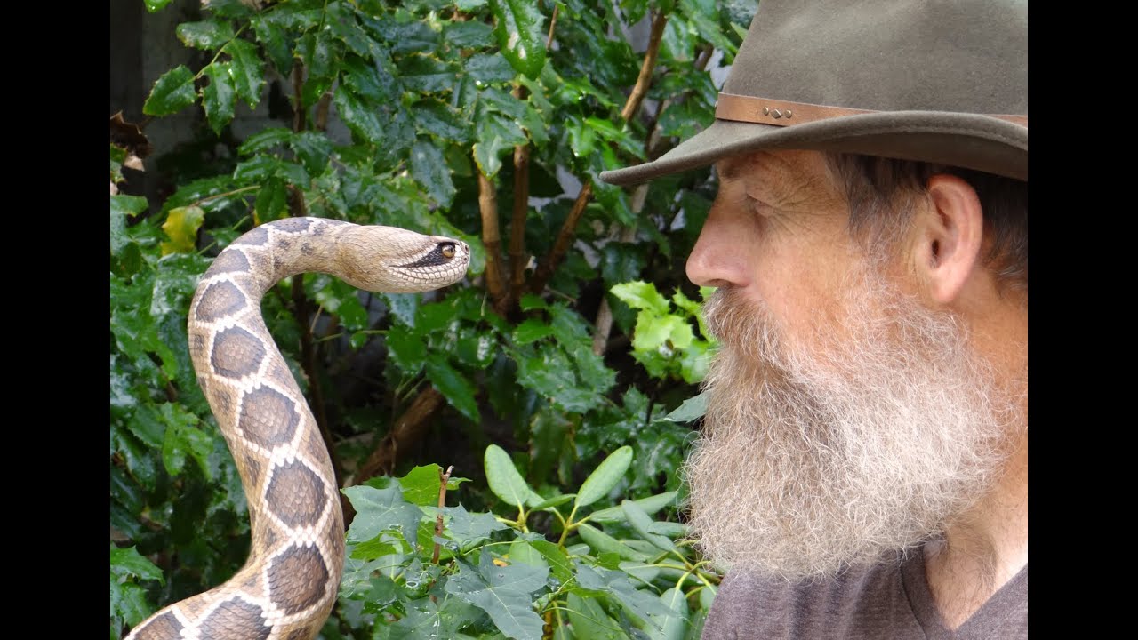 Rattlesnake Walking Stick #37