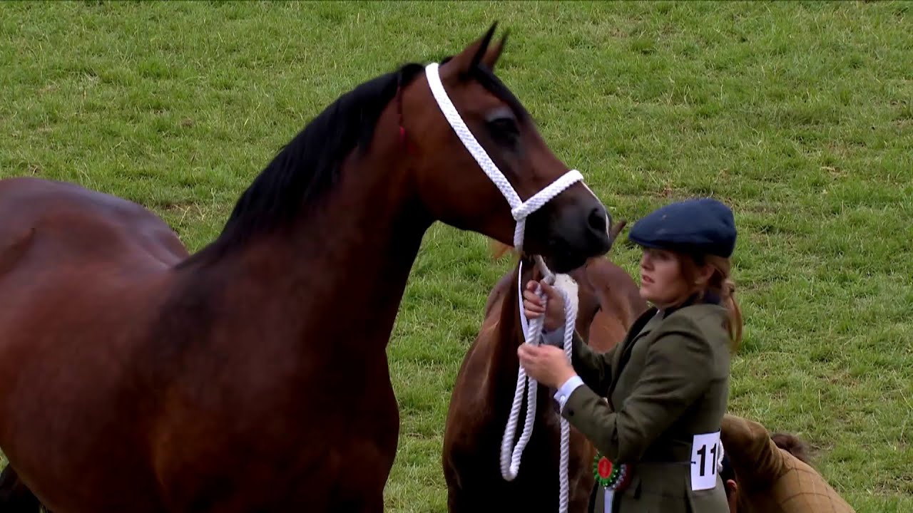 Prif Bencampwriaeth Mewn Llaw Y Sioe | Royal Welsh Show In Hand Championship