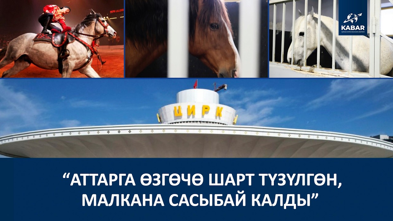 ЦИРКТЕ КАНЧА ЖАНЫБАР КАЛДЫ?
