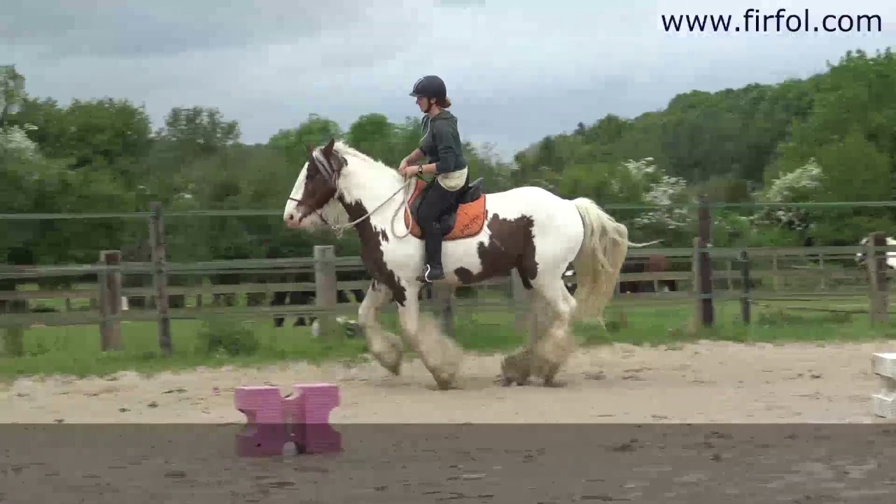 Firfol, Joli Ravage, dit Rodéo ! Hongre Irish Cob de 2004 à vendre à Firfol !