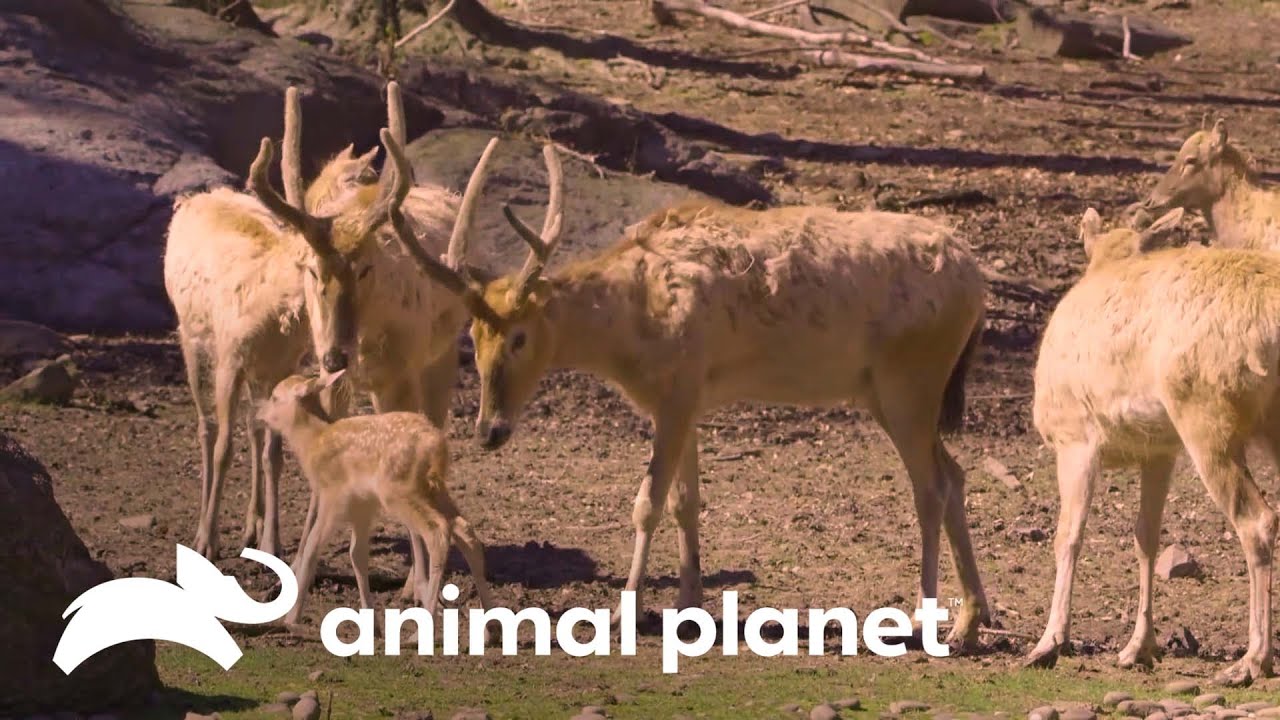 Animales &uacute;nicos y con cuidados especiales | El Zool&oacute;gico del Bronx | Animal Planet
