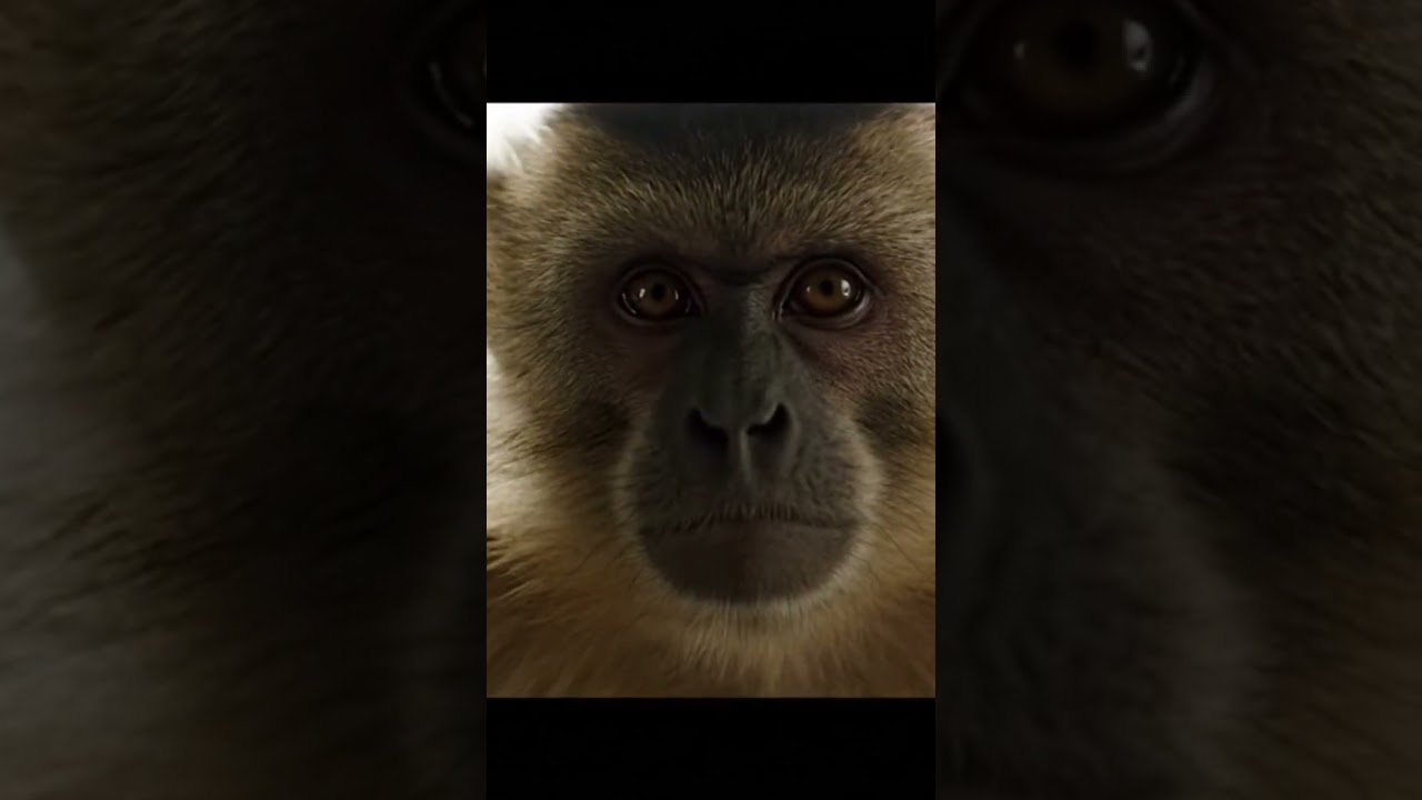 The CEO of Monkeying Around #monkey #ceo #corporate #work #office #relatable #funny #viral #shorts