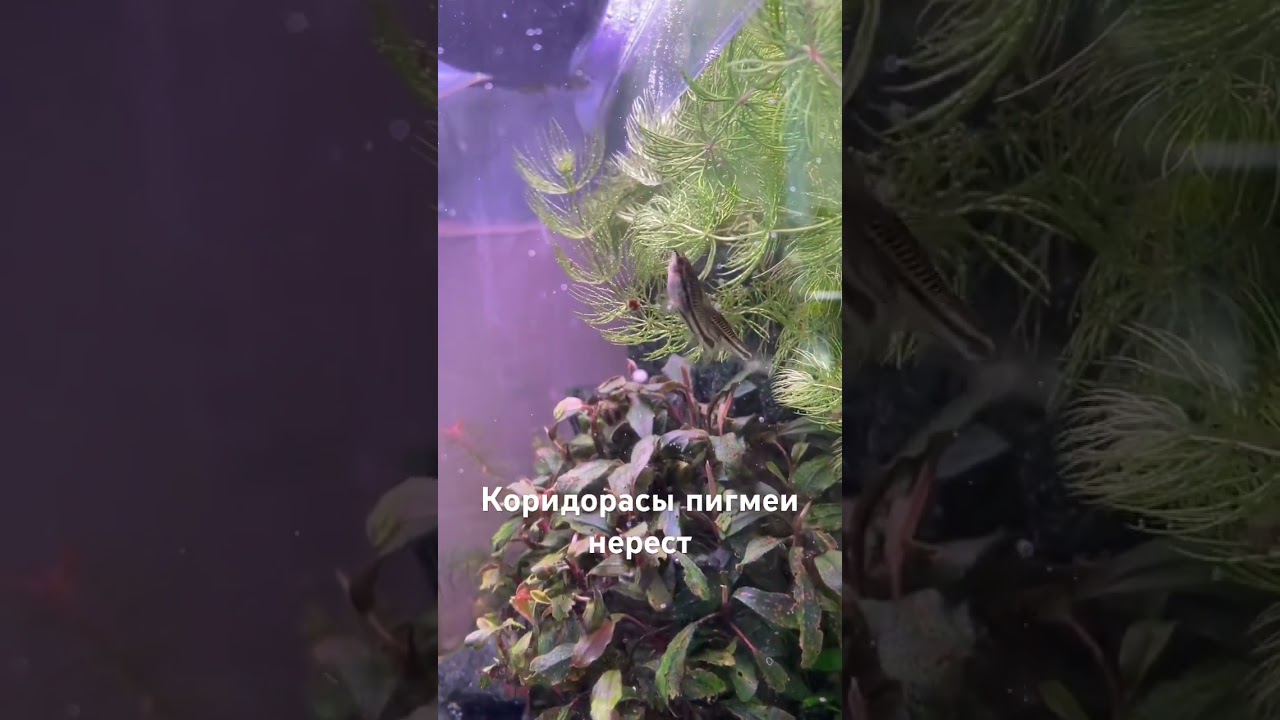 Нерест сомиков пигмеев #аквариум #aquascape #aquarium #сомики #коридорас