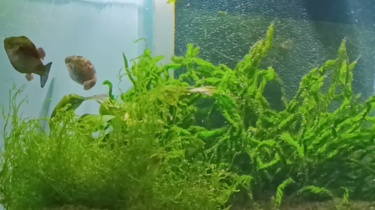 Carinotetraodon lorteti ( Rotaugen-Kammkugelfisch) bei der Balz (Wedding, Breeding)